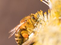 PE1D8253 : Biene, Blüte, Dachauer Moos, Frühling, Moos, Palmkätzchen, Weidebusch, _JAHRESZEIT, _LANDSCHAFTSFORMEN